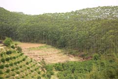 Fast-growing and high-yielding forest