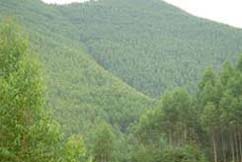 Afforestation in Cenxi City, Guangxi Zhuang Autonomous Region