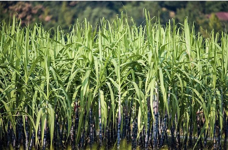 品牌建设丨“中林山宝”的故事——甜味之旅