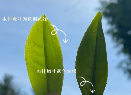 中匠茶叶·学茶小课堂|春分茶语|武夷茶事正当时