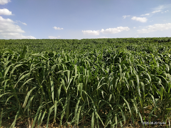 【新征程 中林再出发】中林集团的巨菌草越来越高了！